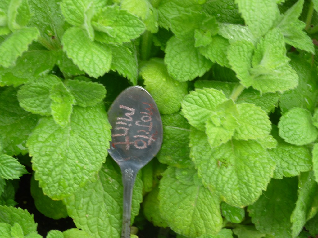 mint-plant-varieties-reviewthora-s-blog