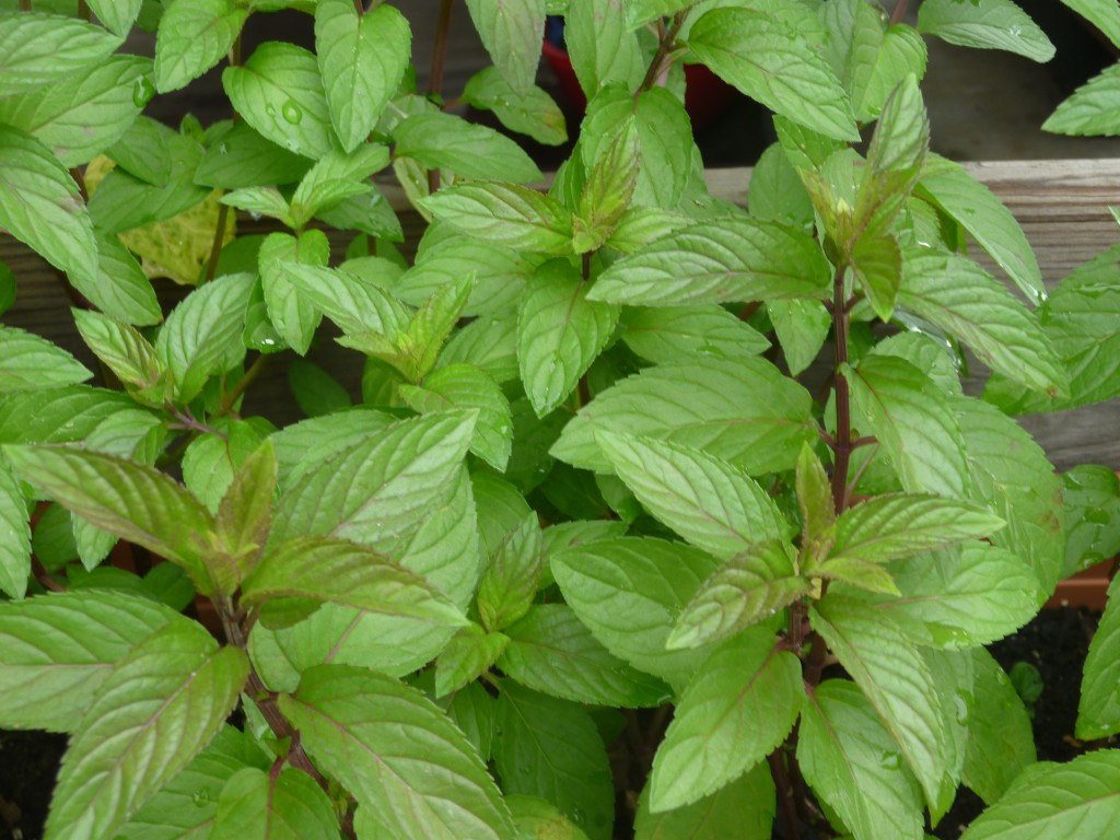 mint-plant-varieties-reviewthora-s-blog