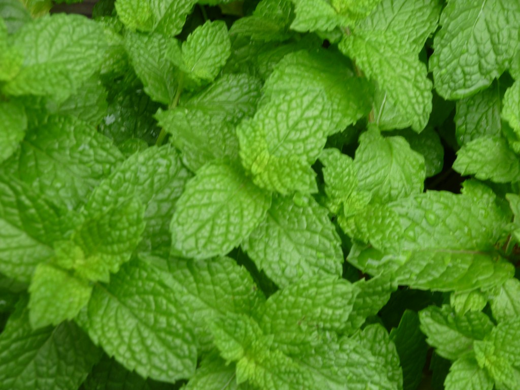 mint-plant-varieties-reviewthora-s-blog