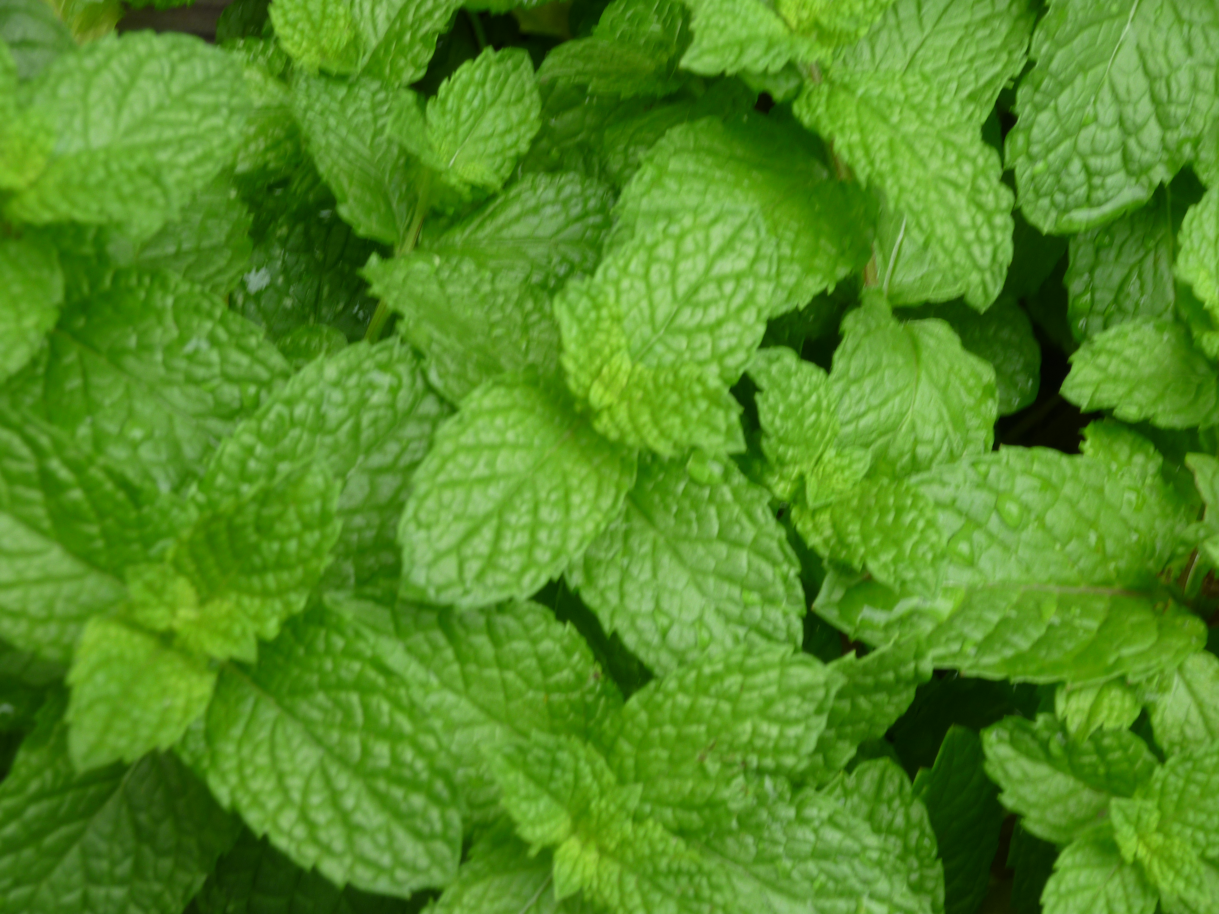 Mint Varieties Thora s Blog