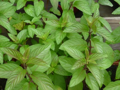 Mint Varieties | Thora's Blog