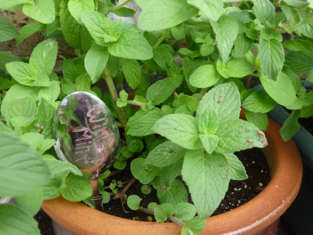 Mint plant varieties reviewThora's Blog